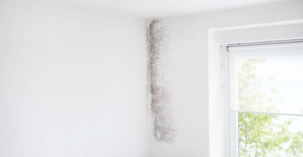 Best Crawl Space Mold Remediation  in Dove Valley, CO
