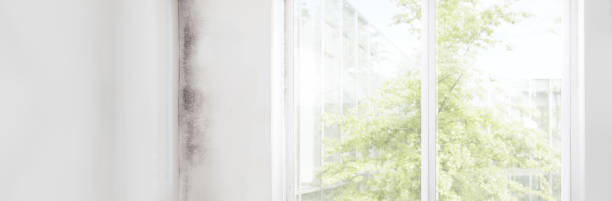Reliable Dove Valley, CO Mold Removal Solutions