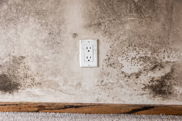 Best Flood Damage  in Dove Valley, CO