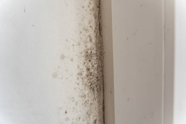Best Dehumidification Services  in Dove Valley, CO
