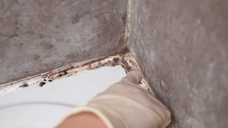 Best Real Estate Mold Inspection  in Dove Valley, CO